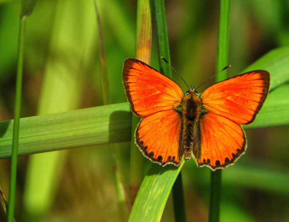 AdobeStock_486354035_Lycaena_virgaureae.jpg